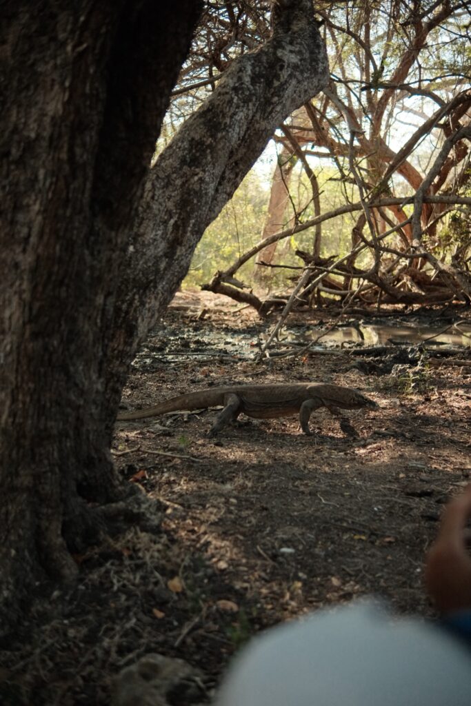 A Komodo dragon resting under trees on an island trekking trail