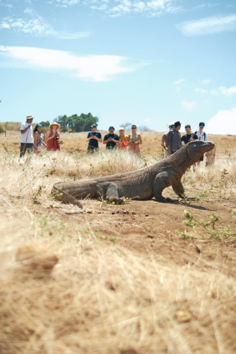 Komodo dragon crossing dry savanna while a group of travelers watches from a distance