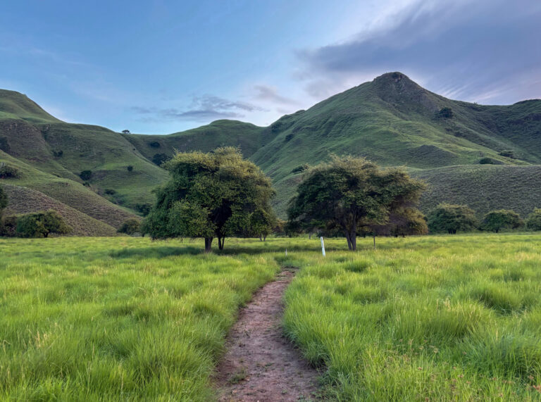 Dirt trail through green savannah grass toward two trees and rolling hills, Komodo National Park