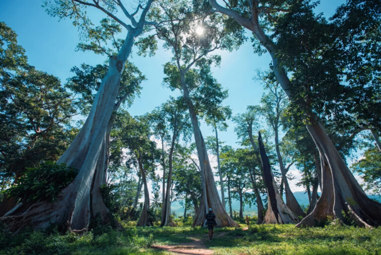 Lone hiker walking beneath giant buttress-root trees in a sunlit forest clearing