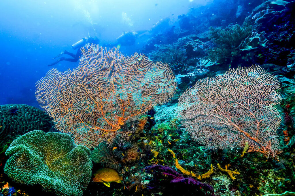 Diver explores a coral reef with large orange sea fans