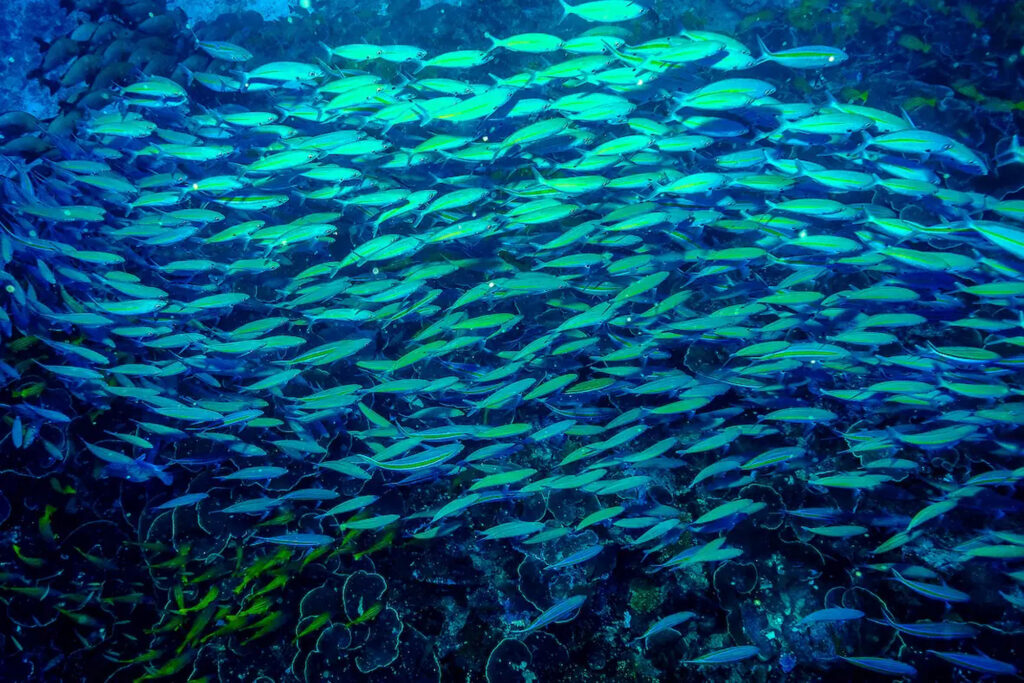 Dense school of fusiliers swimming over a reef in blue water