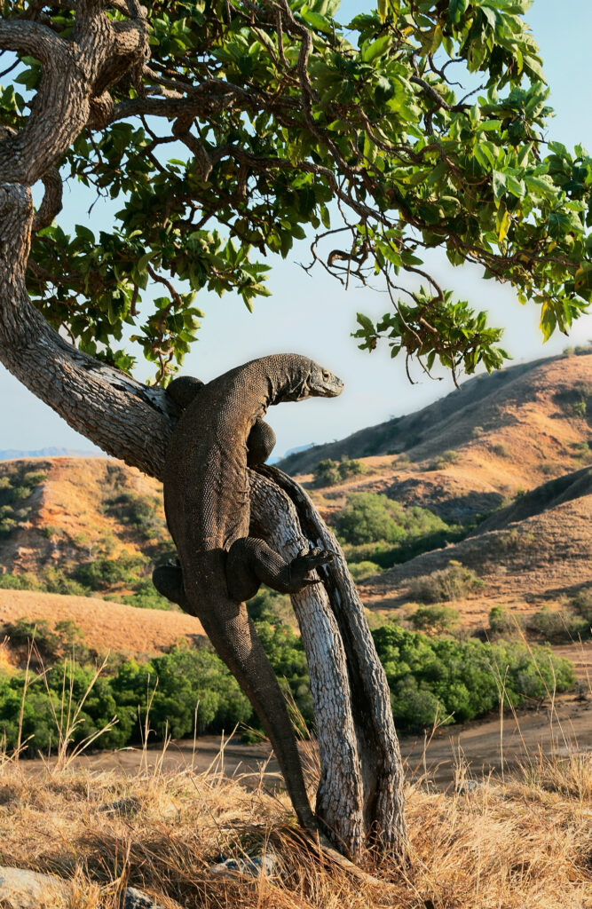 Komodo dragon climbing a leaning tree trunk above dry savannah hills