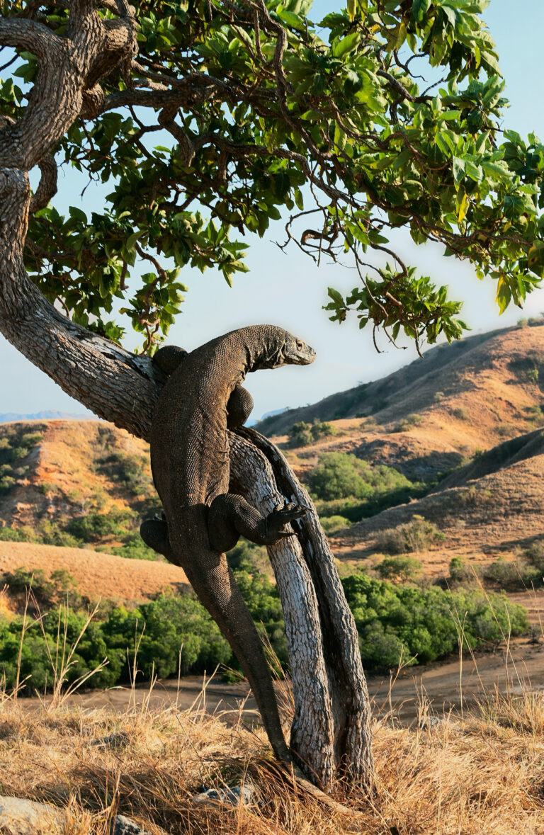 Komodo dragon climbing a leaning tree trunk above dry savannah hills
