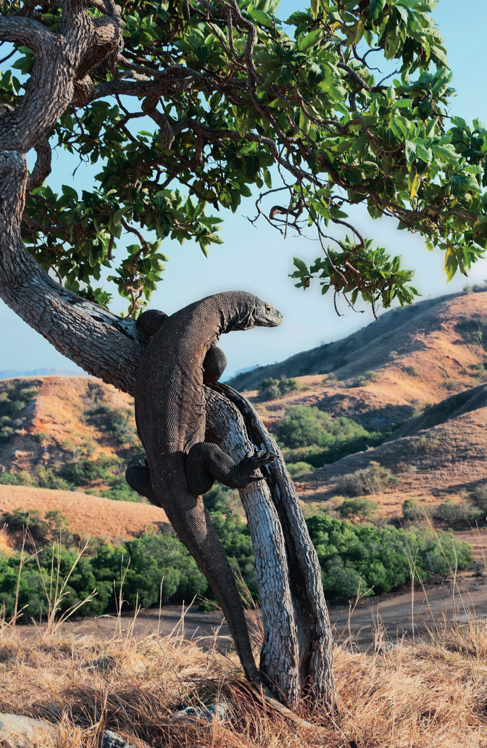 Komodo dragon climbing a leaning tree above dry savannah hills, Komodo Island