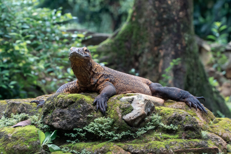 Komodo dragon resting on moss-covered rocks under forest shade, Komodo National Park