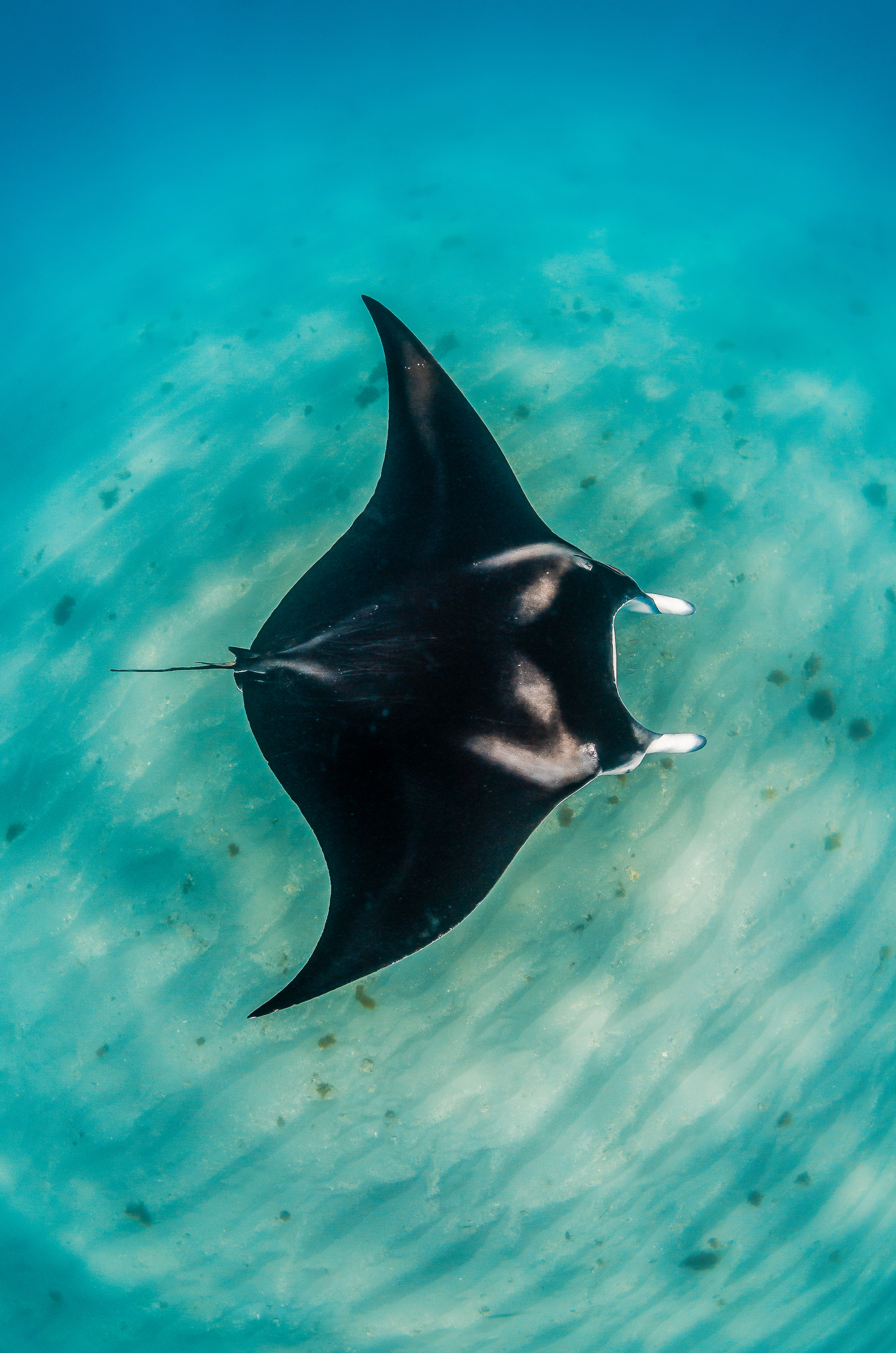 Manta ray gliding over a pale sandy seabed in shallow green-blue water