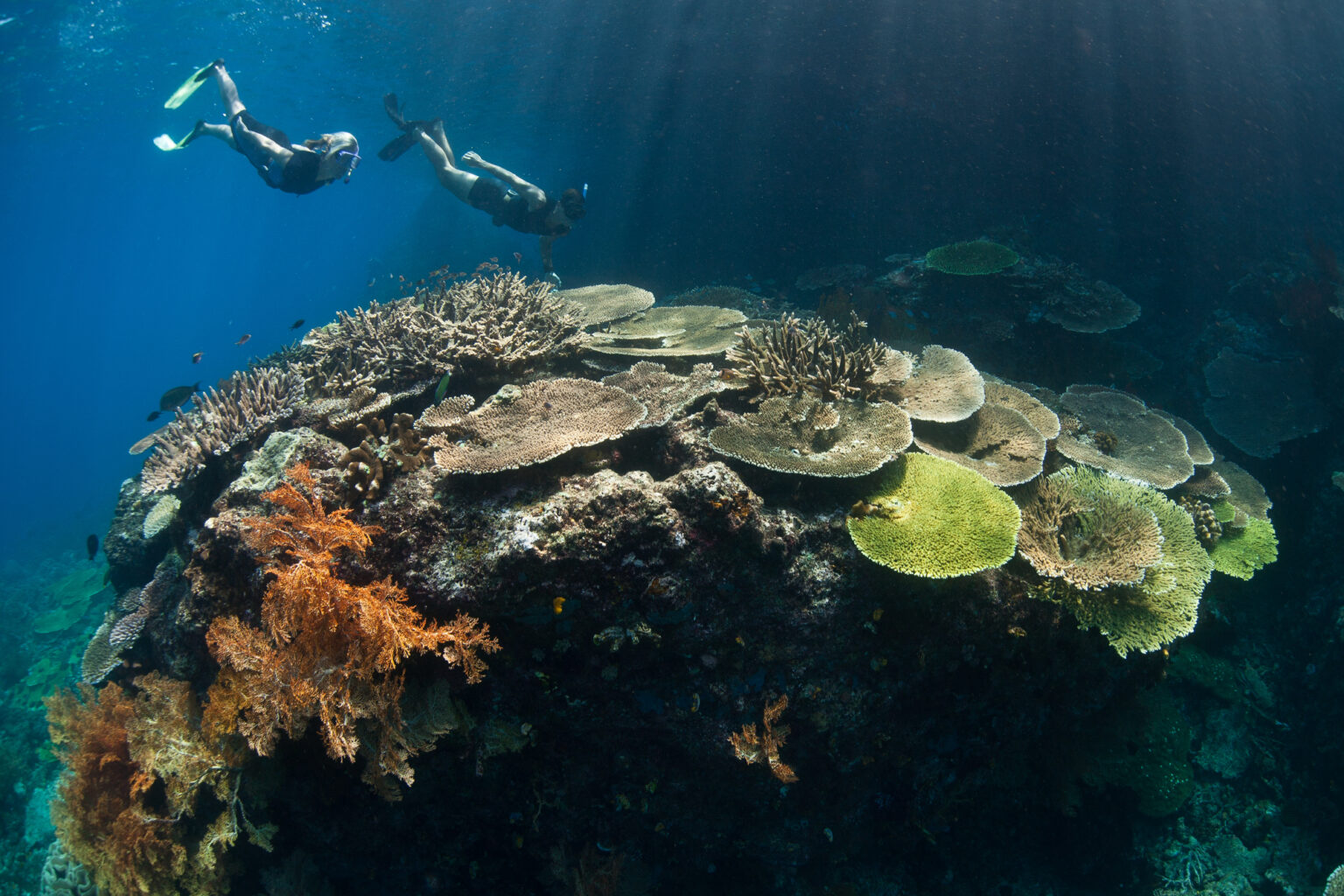 Two snorkelers finning above a coral bommie of plate corals and soft corals, Raja Ampat