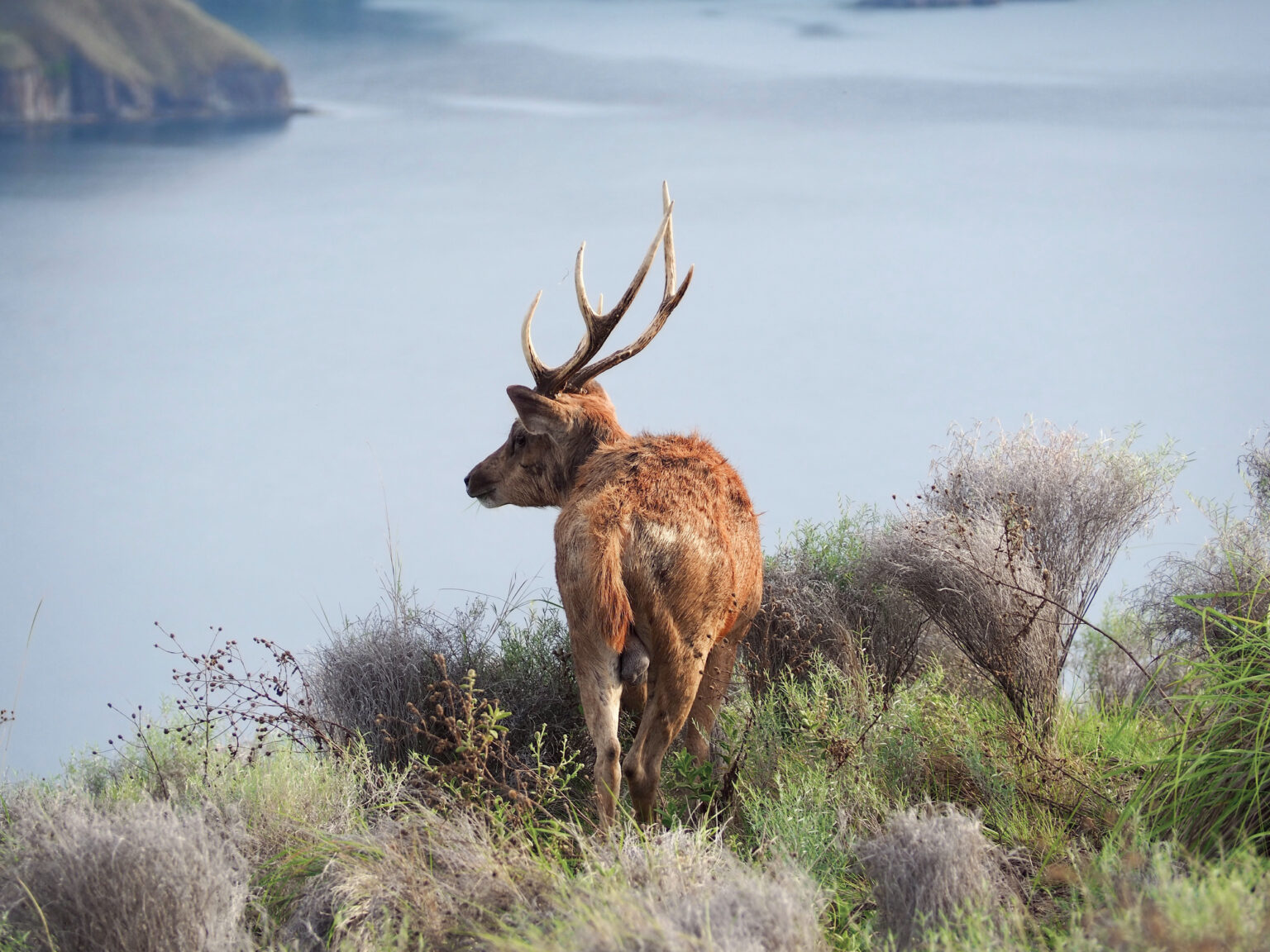 Timor deer stag standing on a dry hillside above the sea, Komodo National Park