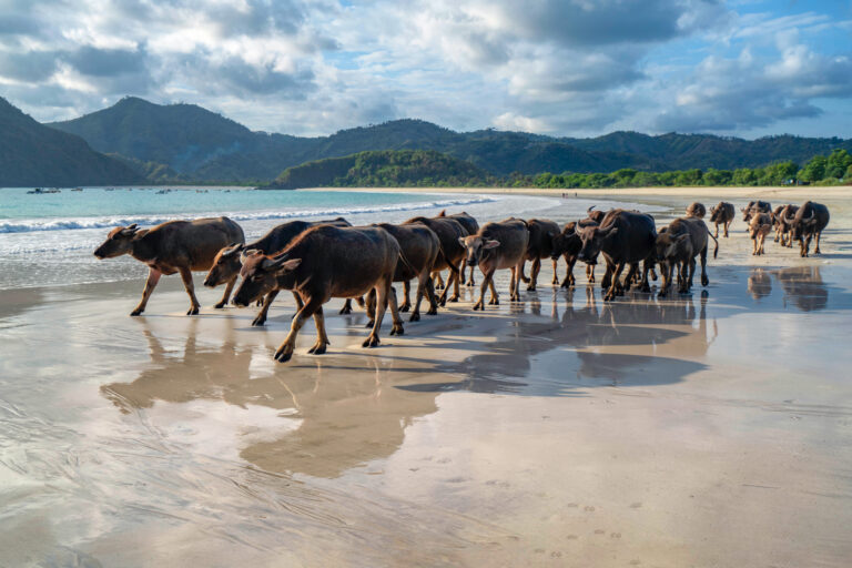Herd of water buffalo crossing a wet sand beach below green hills, Lombok