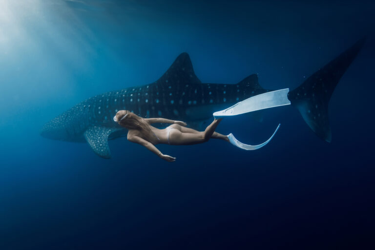 Whale shark and freediver in deep blue water at Saleh Bay on a Komodo trip from Lombok