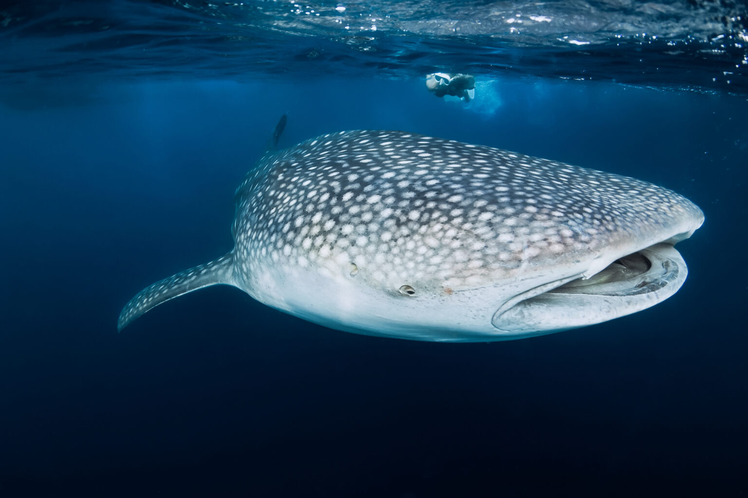 Whale shark near the surface with a snorkeler above, on the Lombok to Komodo route