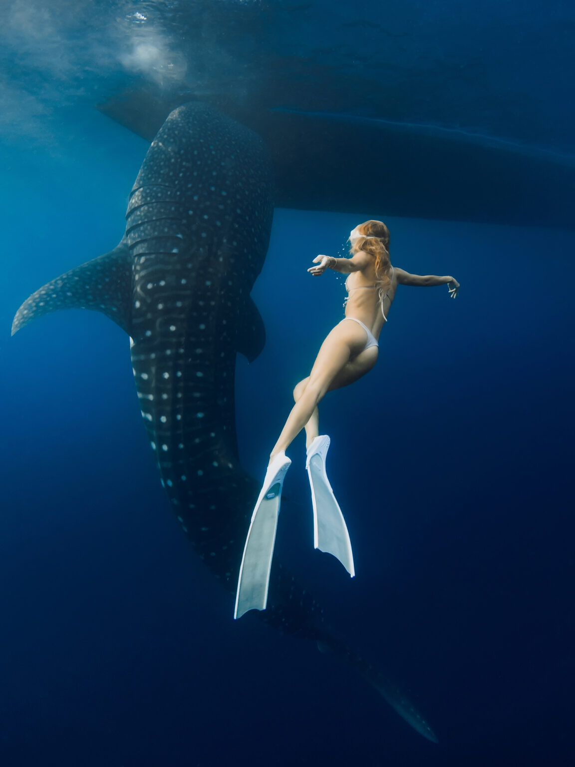 Whale shark rising beside a swimmer below a vessel hull, Saleh Bay